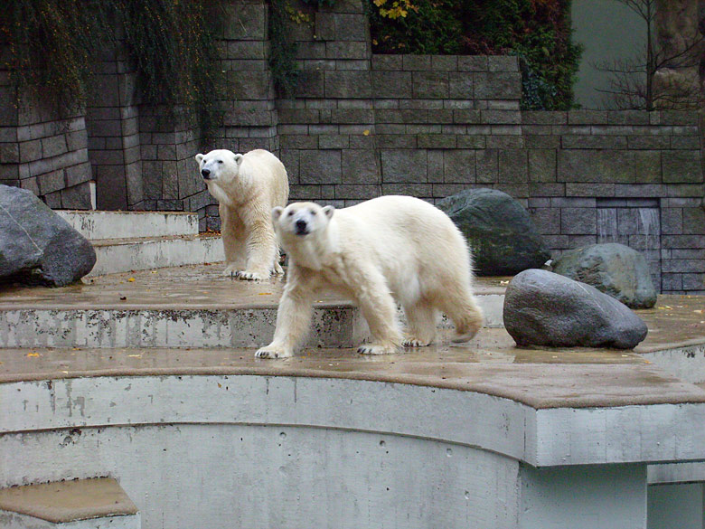 Eisbär Lars und Eisbärin Jerka im Zoo Wuppertal am 14. November 2009
