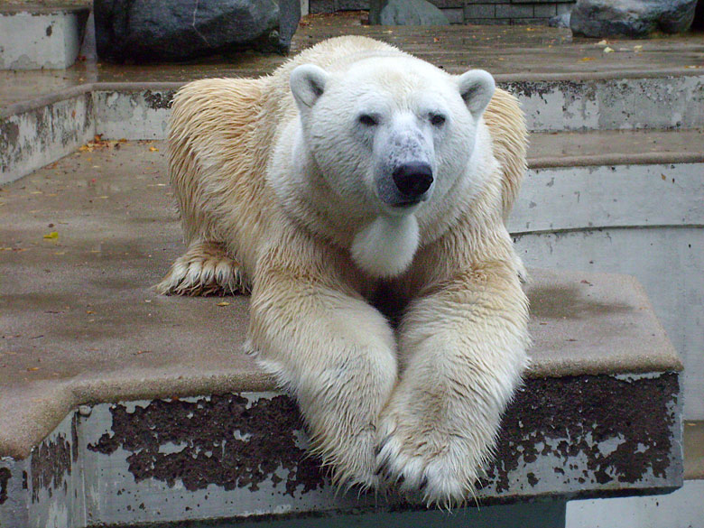 Eisbär Lars im Zoologischen Garten Wuppertal am 14. November 2009