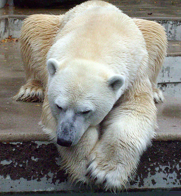 Eisbär Lars im Zoo Wuppertal am 14. November 2009