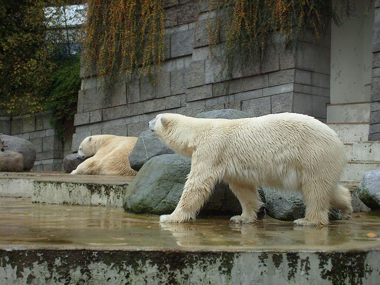 Eisbär Lars und Eisbärin Jerka im Zoologischen Garten Wuppertal im November 2009