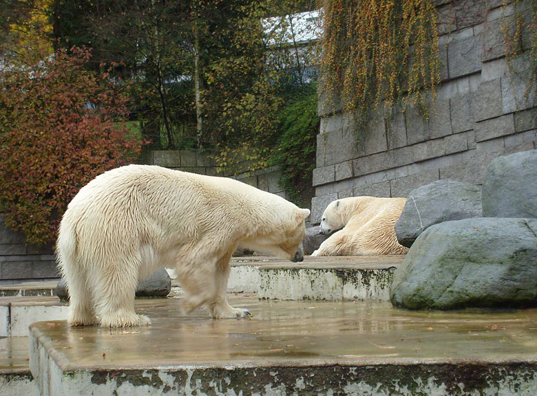 Eisbär Lars und Eisbärin Jerka im Wuppertaler Zoo im November 2009