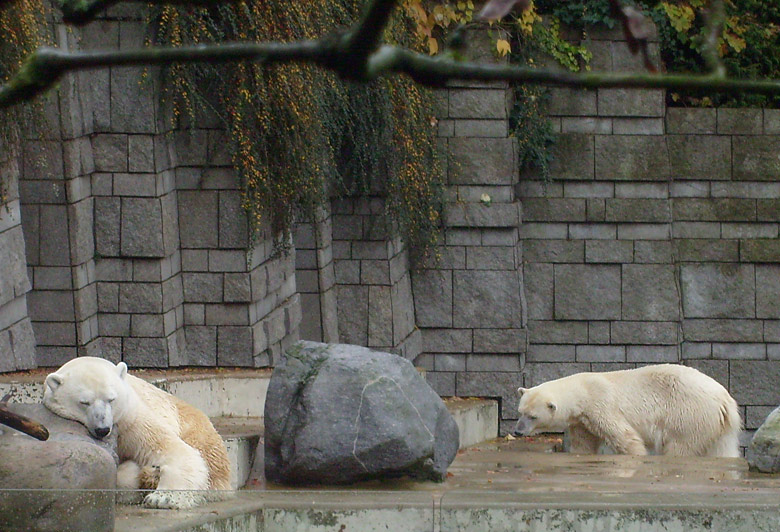 Eisbär Lars und Eisbärin Jerka im Zoologischen Garten Wuppertal im November 2009