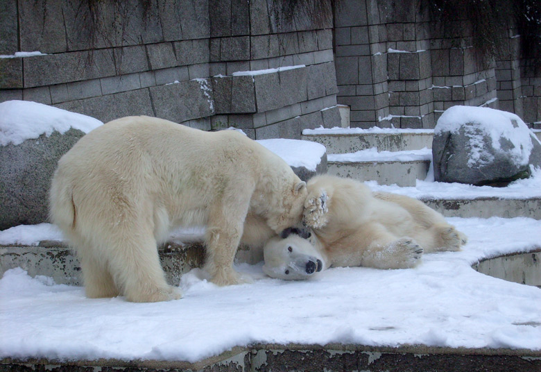 Eisbär Lars und Eisbärin Jerka im Zoologischen Garten Wuppertal am 19. Dezember 2009