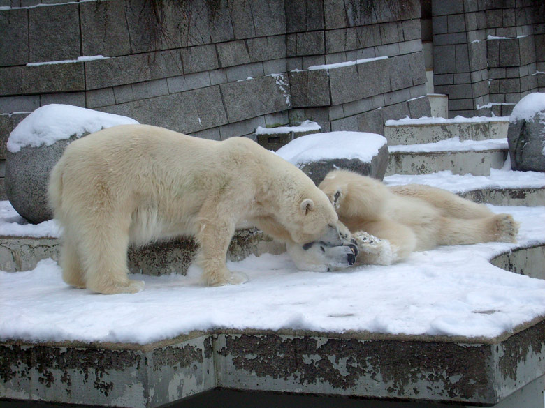 Eisbär Lars und Eisbärin Jerka im Zoologischen Garten Wuppertal am 19. Dezember 2009