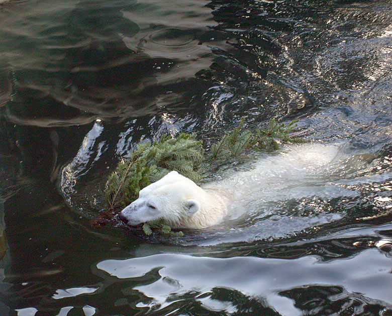 Eisbär Lars mit Tannenbaum im Wasser im Zoo Wuppertal am 26. Dezember 2009