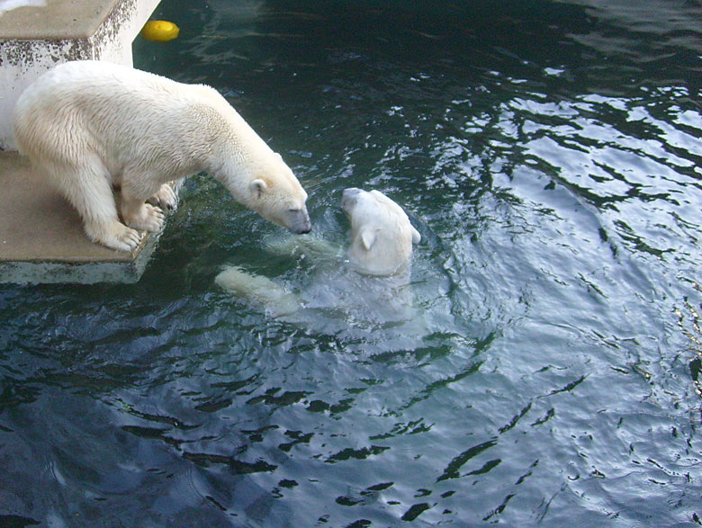 Eisbärin Jerka und Eisbär Lars im Zoo Wuppertal am 26. Dezember 2009