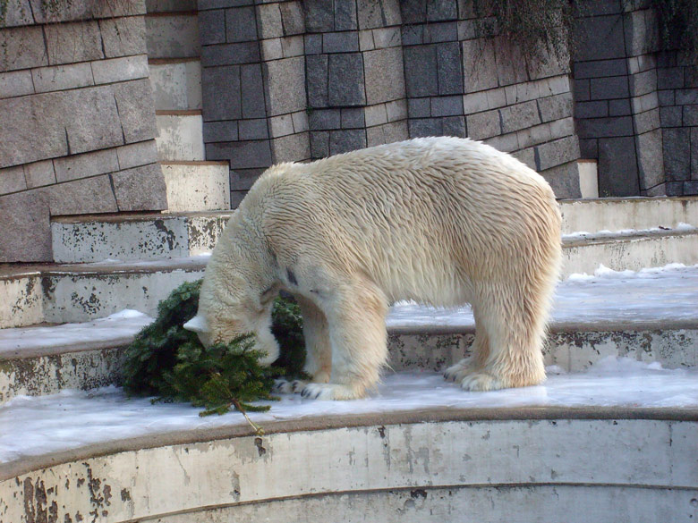 Eisbär Lars mit Tannenbaum im Wuppertaler Zoo am 26. Dezember 2009