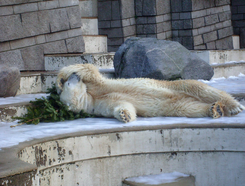Eisbär Lars mit Tannenbaum im Wuppertaler Zoo am 26. Dezember 2009