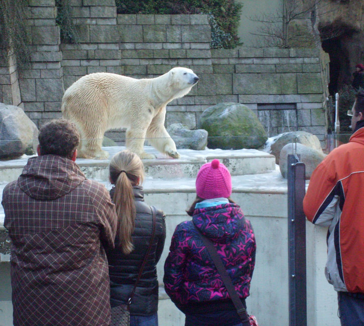 Eisbär Lars im Zoo Wuppertal am 26. Dezember 2009