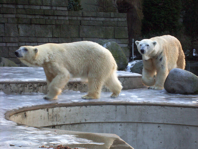 Eisbärin Jerka und Eisbär Lars im Zoo Wuppertal am 26. Dezember 2009