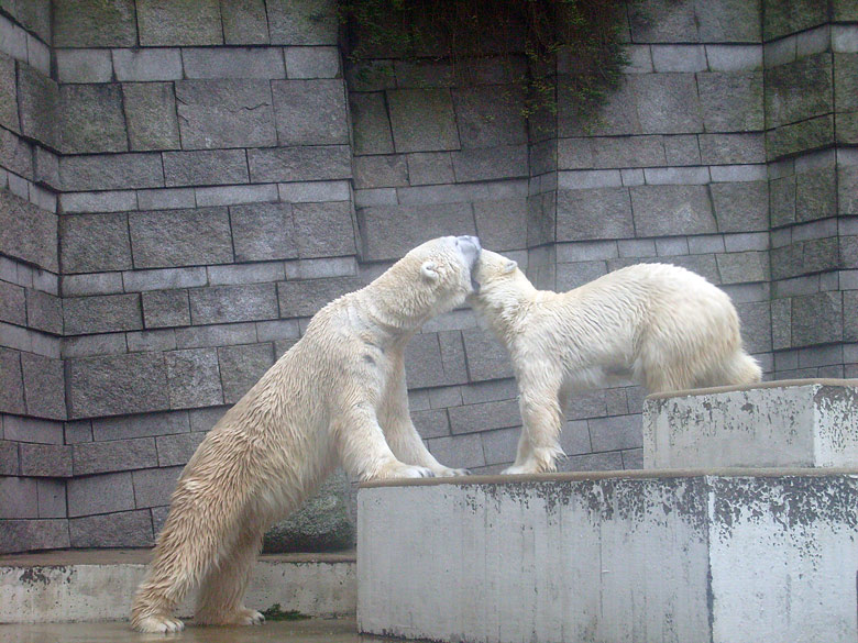 Eisbär Lars und Eisbärin Jerka im Zoologischen Garten Wuppertal am 29. Dezember 2009