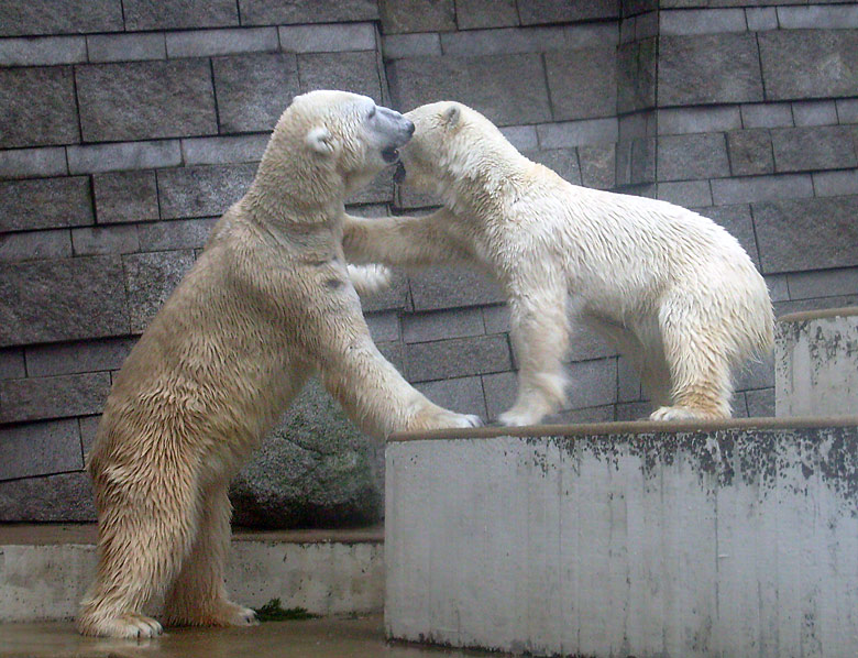 Eisbär Lars und Eisbärin Jerka im Wuppertaler Zoo am 29. Dezember 2009