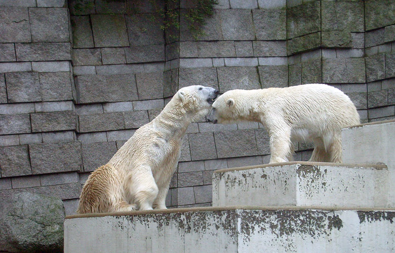 Eisbär Lars und Eisbärin Jerka im Zoo Wuppertal am 29. Dezember 2009