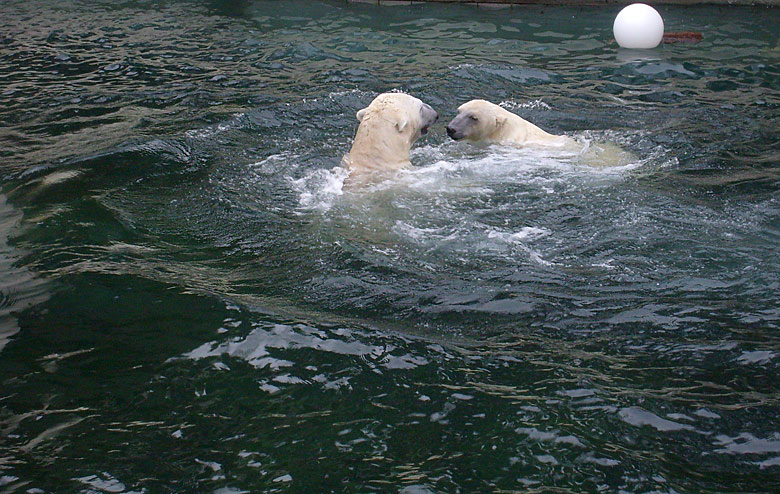 Eisbären im Wasser im Wuppertaler Zoo am 29. Dezember 2009