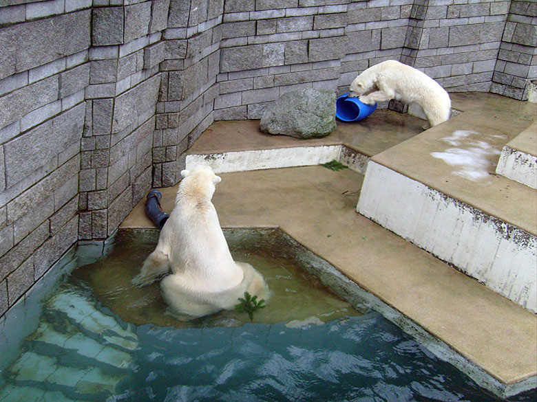 Eisbär Lars und Eisbärin Jerka mit der blauen Tonne im Zoo Wuppertal am 29. Dezember 2009