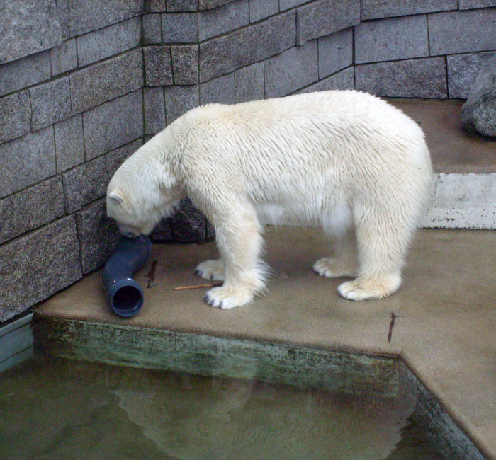 Eisbär Lars mit Plastikrohr im Zoologischen Garten Wuppertal am 29. Dezember 2009