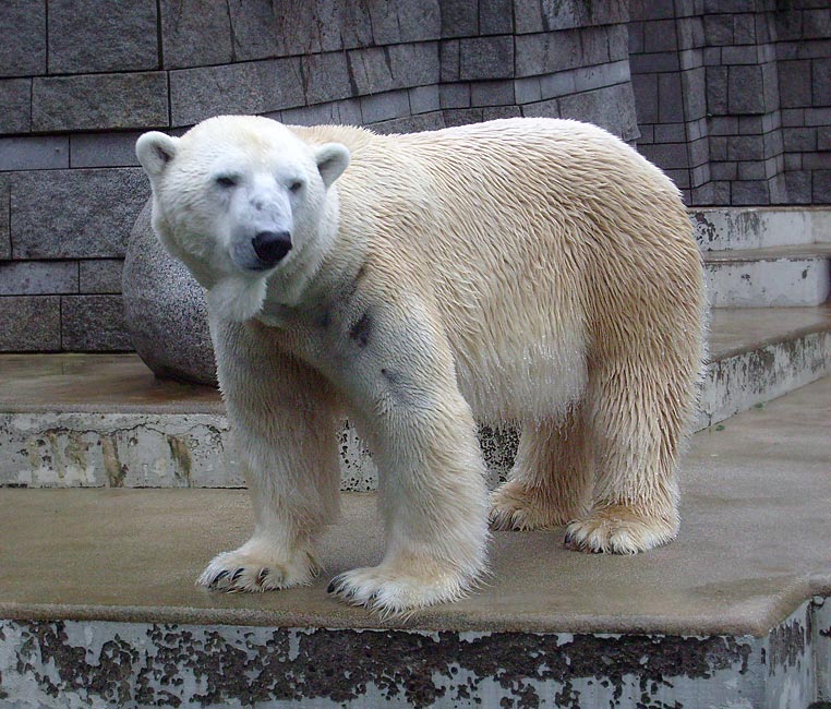 Eisbär Lars im Zoologischen Garten Wuppertal am 1. Januar 2010