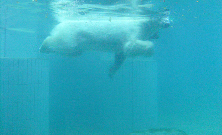Eisbärin Jerka unter Wasser im Wuppertaler Zoo am 1. Januar 2010