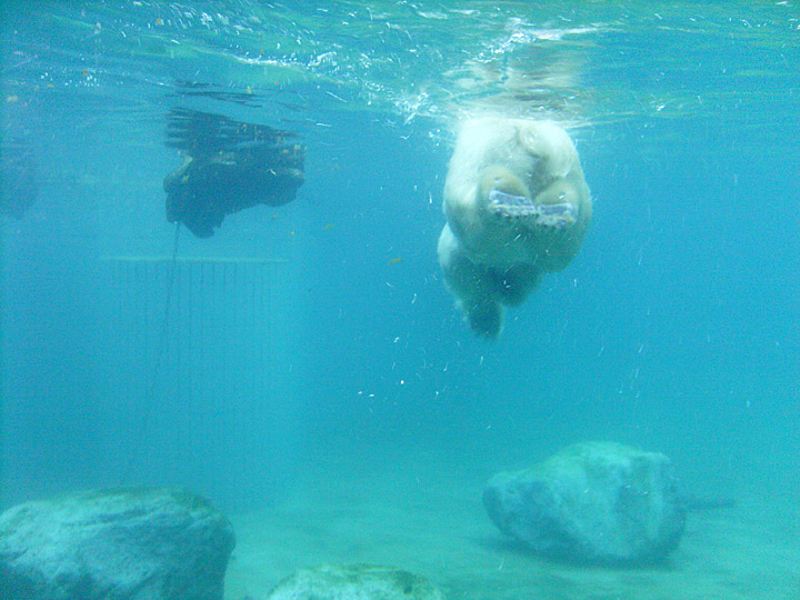 Eisbärin Jerka unter Wasser im Zoologischen Garten Wuppertal am 1. Januar 2010
