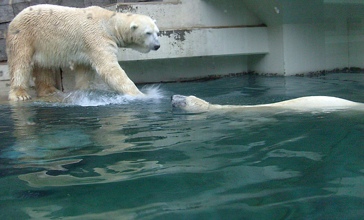 Eisbär Lars und Eisbärin Jerka im Zoo Wuppertal am 1. Januar 2010