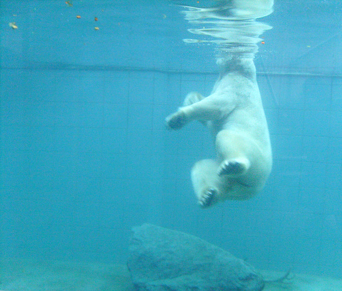 Eisbärin Jerka unter Wasser im Wuppertaler Zoo am 1. Januar 2010
