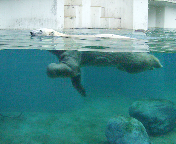 Eisbär Lars im Wasser im Zoologischen Garten Wuppertal am 1. Januar 2010