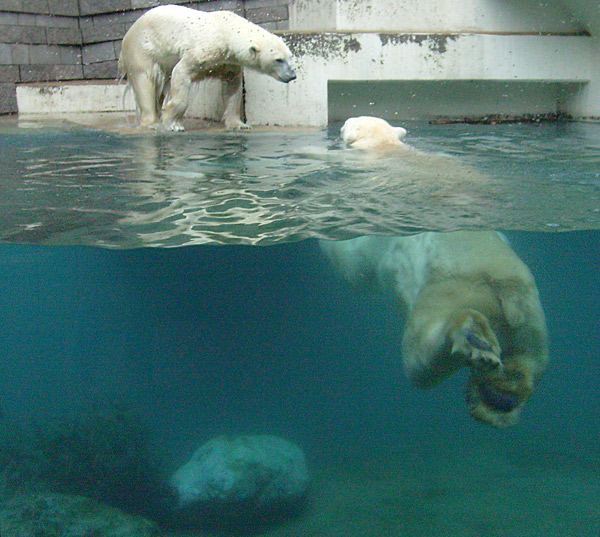 Eisbärin Jerka und Eisbär Lars im Wuppertaler Zoo am 1. Januar 2010