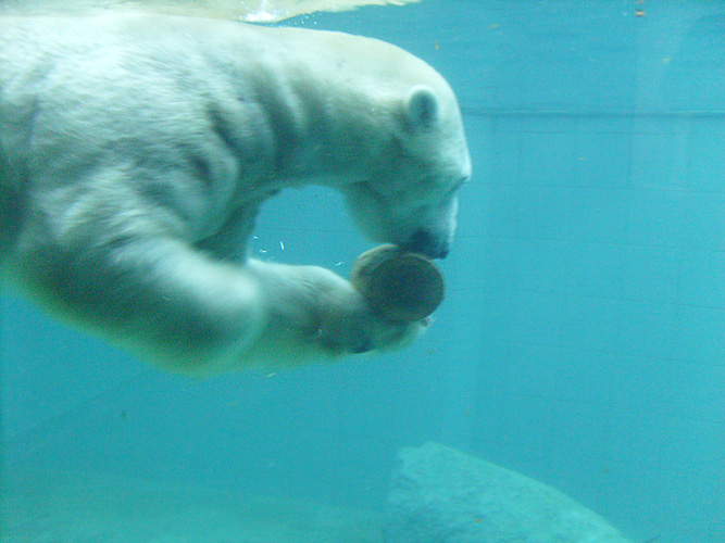 Eisbär Lars unter Wasser im Zoologischen Garten Wuppertal am 1. Januar 2010