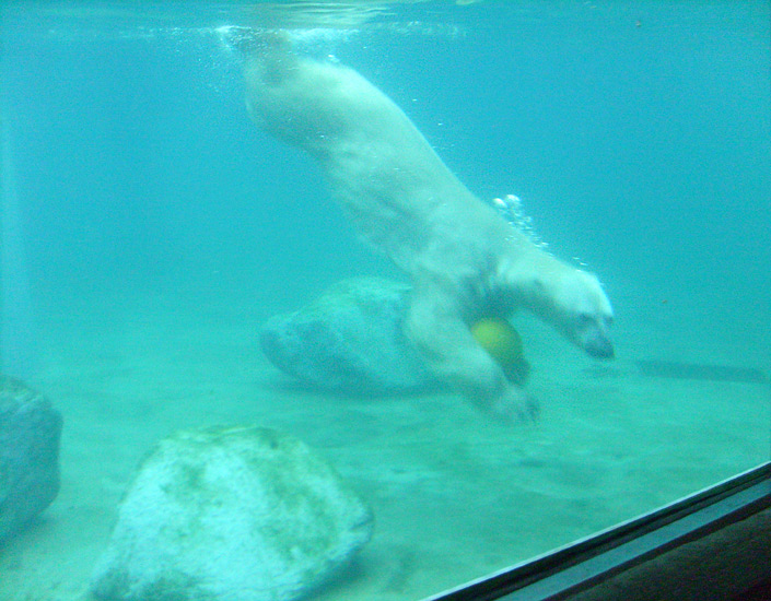 Eisbär Lars unter Wasser im Zoo Wuppertal am 1. Januar 2010