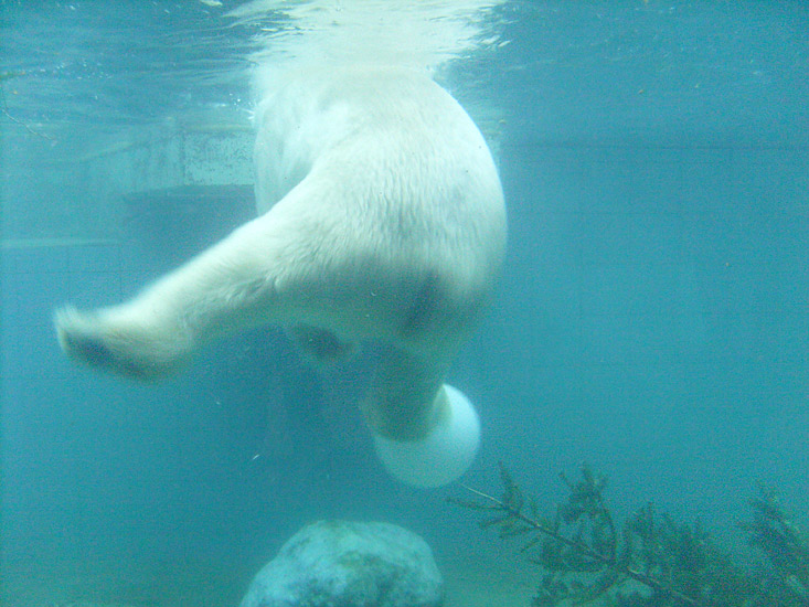 Eisbär Lars unter Wasser im Zoologischen Garten Wuppertal am 1. Januar 2010