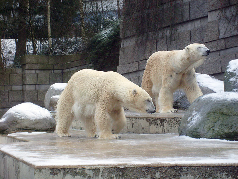 Eisbärin Jerka und Eisbär Lars im Wuppertaler Zoo am 2. Januar 2010