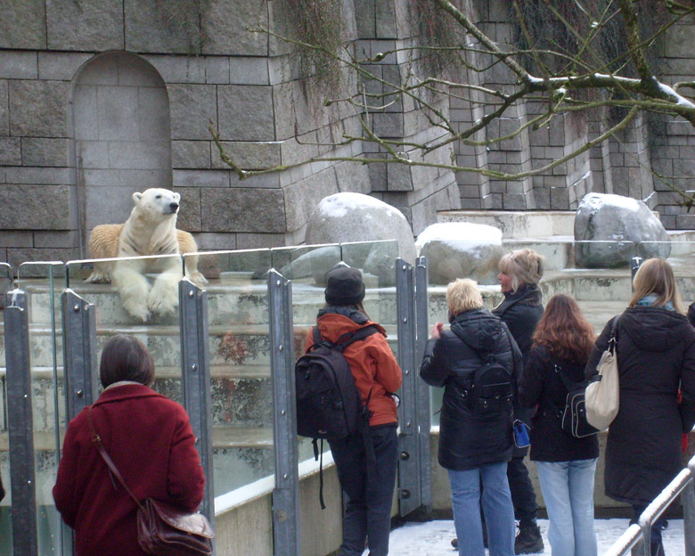Eisbär Lars im Wuppertaler Zoo am 2. Januar 2010