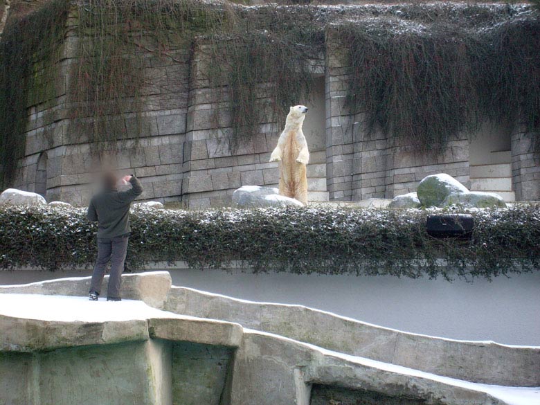 Eisbär Lars im Zoologischen Garten Wuppertal am 2. Januar 2010