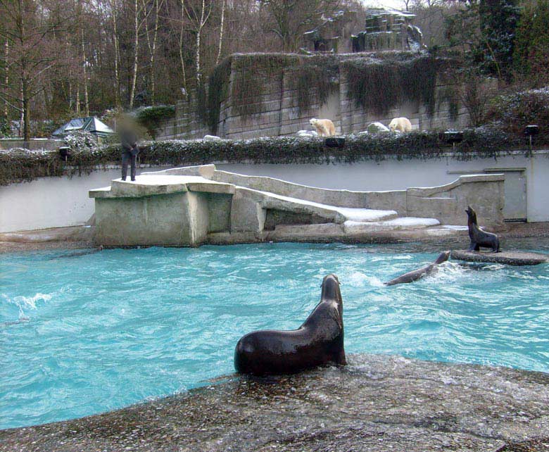 Fütterung der Kalifornischen Seelöwen im Wuppertaler Zoo am 2. Januar 2010