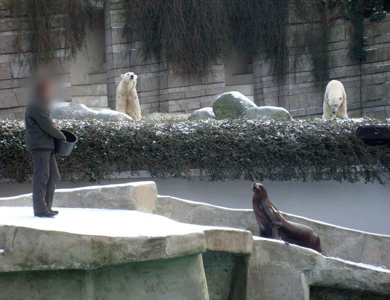 Fütterung der Kalifornischen Seelöwen im Wuppertaler Zoo am 2. Januar 2010