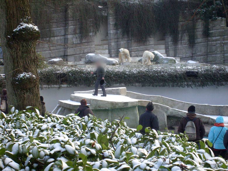 Fütterung der Kalifornischen Seelöwen im Zoologischen Garten Wuppertal am 2. Januar 2010