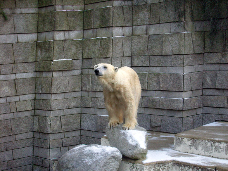 Eisbärin Jerka im Zoologischen Garten Wuppertal am 2. Januar 2010