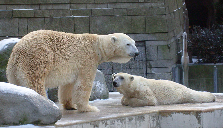 Eisbär Lars und Eisbärin Jerka im Wuppertaler Zoo am 2. Januar 2010