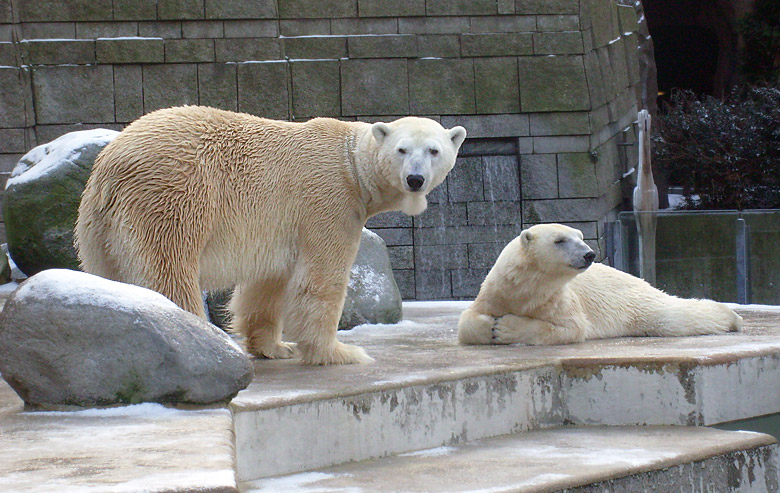 Eisbär Lars und Eisbärin Jerka im Zoo Wuppertal am 2. Januar 2010