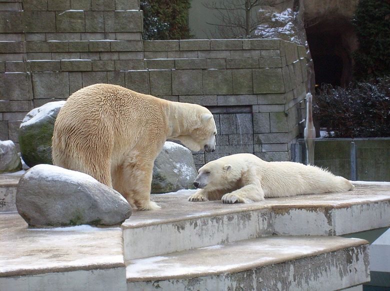Eisbär Lars und Eisbärin Jerka im Zoologischen Garten Wuppertal am 2. Januar 2010
