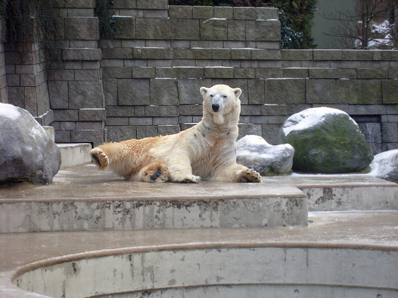 Eisbär Lars im Zoo Wuppertal am 2. Januar 2010