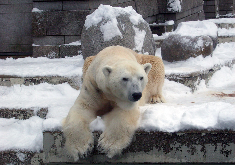 Eisbär Lars im Zoo Wuppertal am 3. Januar 2010