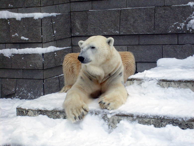 Eisbär Lars im Zoologischen Garten Wuppertal am 3. Januar 2010