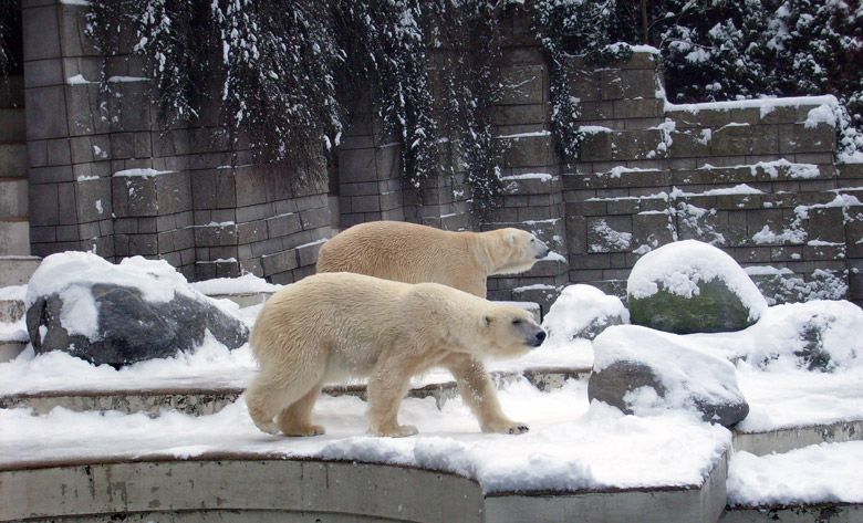 Zwei Eisbären im Zoo Wuppertal am 3. Januar 2010