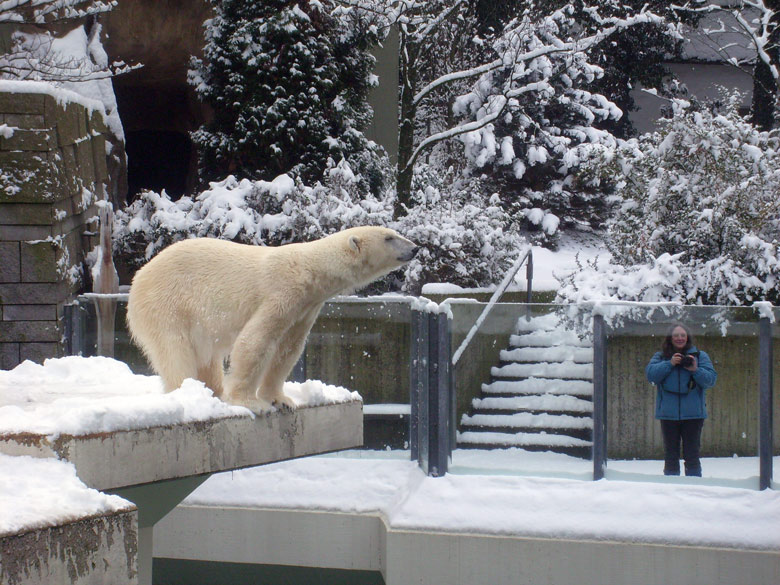 Eisbärin Jerka im Zoologischen Garten Wuppertal am 3. Januar 2010