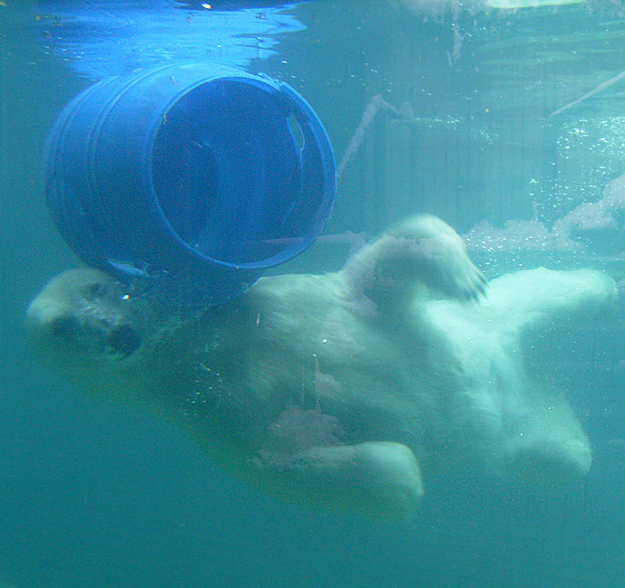 Eisbärin Jerka mit blauer Tonne unter Wasser im Wuppertaler Zoo am 3. Januar 2010