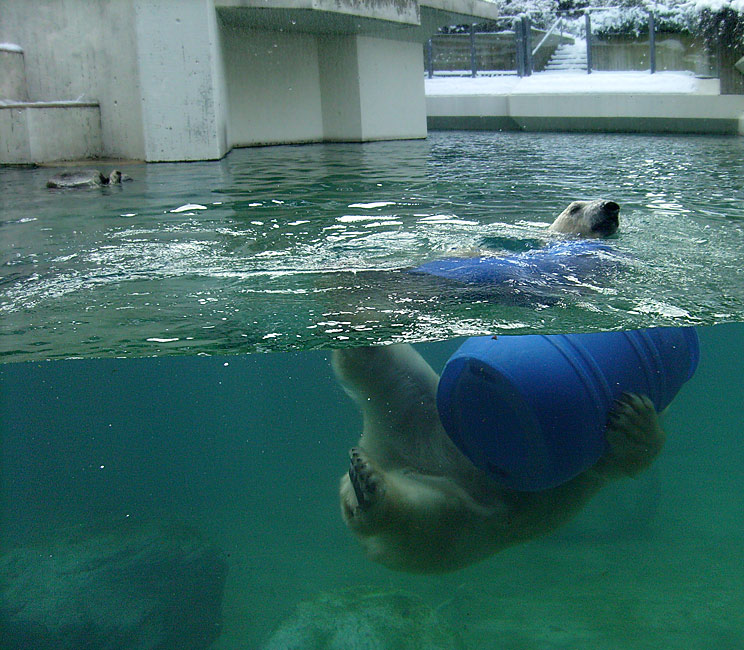 Eisbärin Jerka mit blauer Tonne im Wasser im Wuppertaler Zoo am 3. Januar 2010