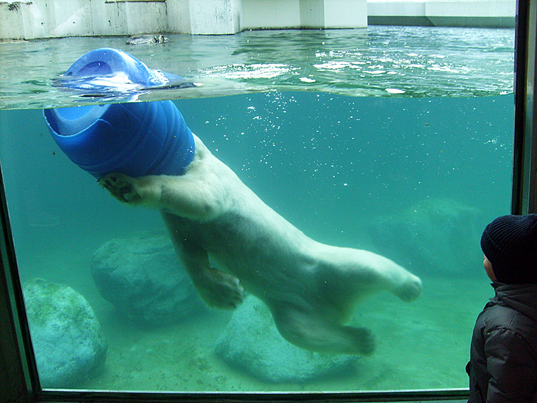 Eisbärin Jerka mit blauer Tonne unter Wasser im Zoologischen Garten Wuppertal am 3. Januar 2010