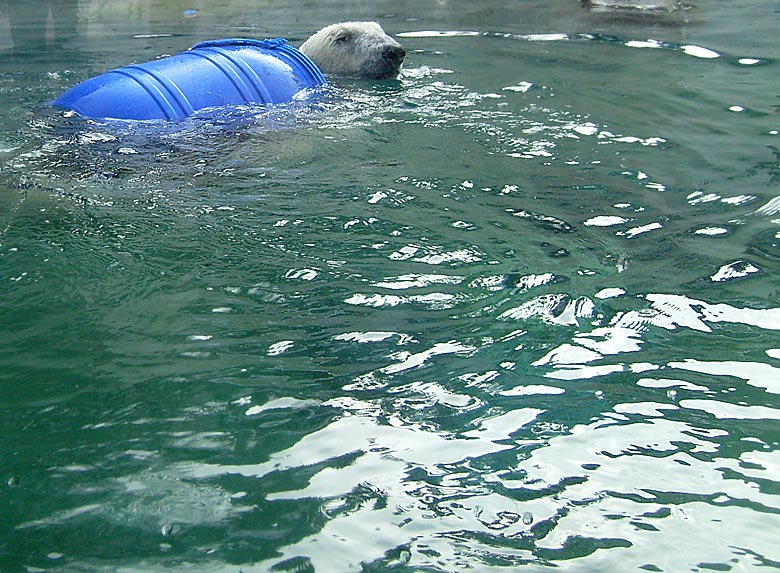 Eisbärin Jerka mit blauer Tonne im Wasser im Zoologischen Garten Wuppertal am 3. Januar 2010