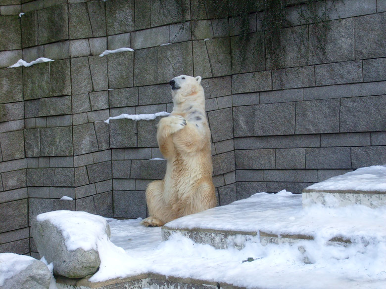 Eisbär Lars im Wuppertaler Zoo am 16. Januar 2010
